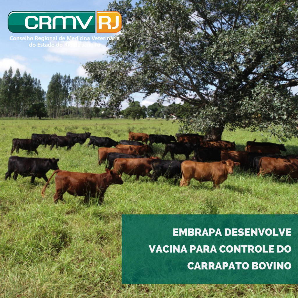 Embrapa-desenvolve-vacina-para-controle-do-carrapato-bovino