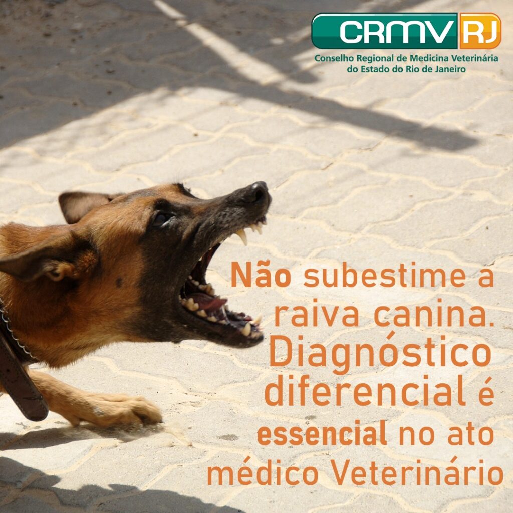 Diagnóstico diferencial da raiva é essencial no ato médico veterinário