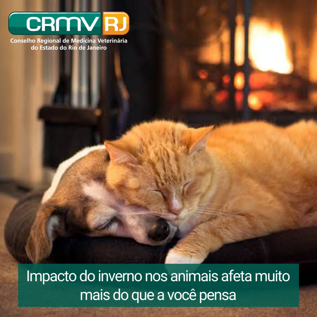 Impacto do inverno nos animais afeta muito mais do que a você pensa