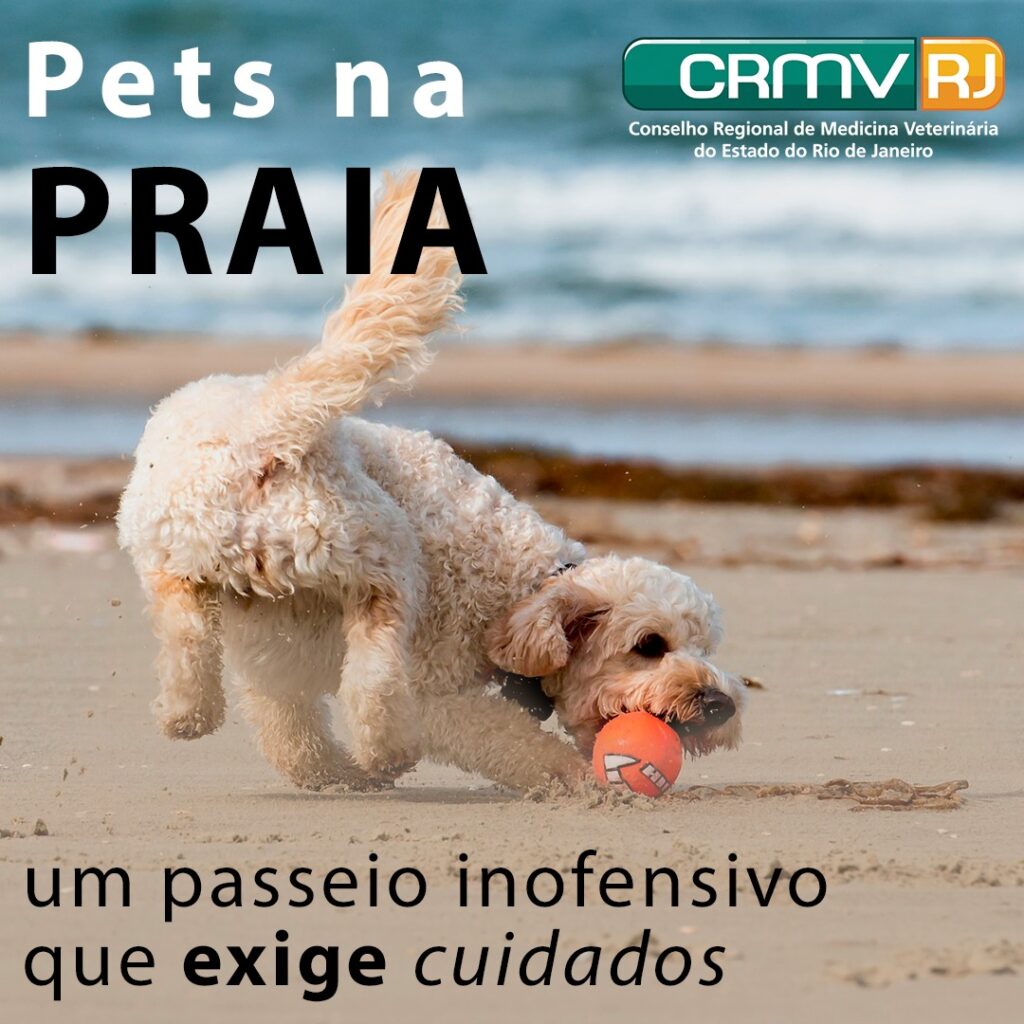 Pets na praia