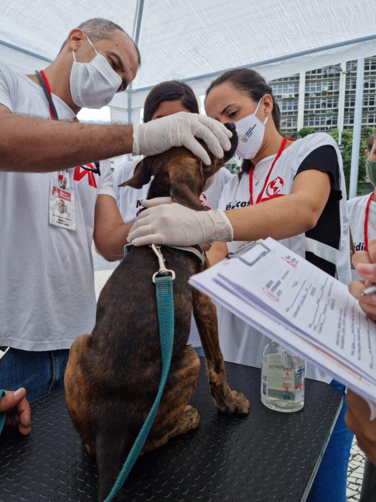 Projeto Médicos-Veterinários de Rua no Rio de Janeiro