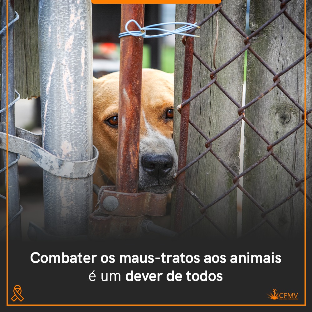 abril laranja maus tratos aos animais