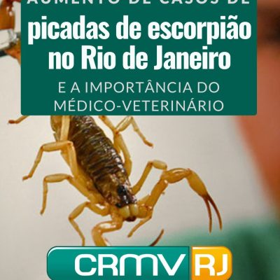 Aumento de casos de acidentes com escorpião no Rio de Janeiro e a importância do médico-veterinário